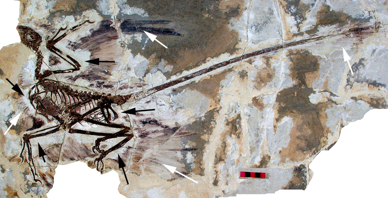 Illustration for article titled A Comprehensive Guide to Dinosaur Feathers and Scales